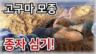 [고구마] 고구마 모종 종자 심기! / 고구마 모종, 고구마 싹, 고구마 순 / 고구마 모종 키우는 방법 두 가지 비교 – 농사일기