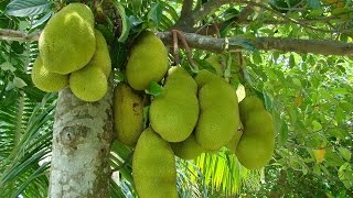 Jackfruit Snacks from Trader Joe's