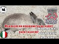 BAKIT NAMAMATAY ang RABBIT BIGLAAN | Why rabbit suddenly die | How to earn in rabbit Farming