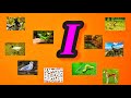 10 Animals name start with letter I with spelling or Pictures