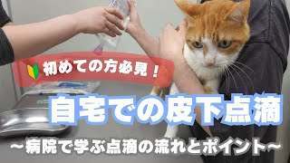 【自宅で愛猫の皮下点滴】やり方とポイント