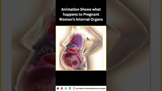 How a Woman's Body Adapts During Pregnancy: Incredible Organ Shifts Explained!