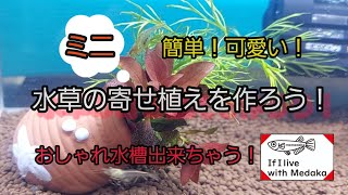 【水草水槽】お手軽簡単✌️水草のミニ寄せ植えを作ろう‼️【めだかと暮せば】no.183 #メダカ #水草 #寄せ植え