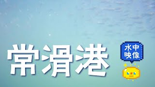 【水中映像】常滑港 梅雨の釣り場調査 / Underwater video