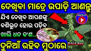 ବହୁ ଚମତ୍କାରୀ:ବଶିକରଣ ଶତ୍ରୁ ମାରଣ ଧନବୃଦ୍ଧି ରେ ଆଶ୍ଚର୍ଯ୍ୟ ଫଳ ପ୍ରଦାନ କରେ ବିନା ମନ୍ତ୍ରରେ | Wonderful Plants