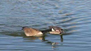 Incoming Geese.  Arguing Couples Squabble