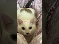 カメラを向けると飛びついてくる弟猫