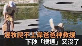 邊牧涉水爬不上岸！爸爸大手一撈神救援　沒想到下一秒「撲通」又沒了－民視新聞