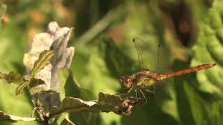 Vagrant Darter looks around 🔴