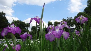 ★令和3年★さいたま市「染谷花しょうぶ園 ～2万株の花菖蒲～」