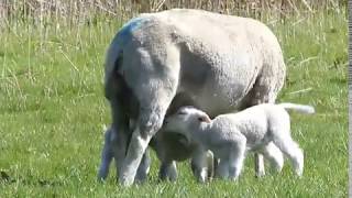 Lammetjes in de wei in het voorjaar van 2017