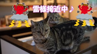 【猫動画】雷様を怒らせた猫の様子がこちらです…