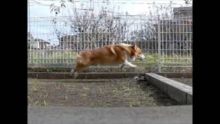 Jump / ジャンプ コーギー Super slow motion Goro@Welsh corgi