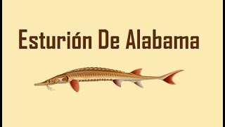 Fishao  |  Esturión de Alabama 5★