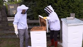 History of Beehives & Harvesting Honey | The Henry Ford’s Innovation Nation
