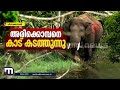 മിഷൻ അരിക്കൊമ്പന്‍ സർവ്വസജ്ജമായി ദൗത്യസംഘം idukki wild elephant man vs wild mission arikkomban