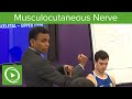 Musculocutaneous Nerve: Definition & Overview  – MRCS | Lecturio