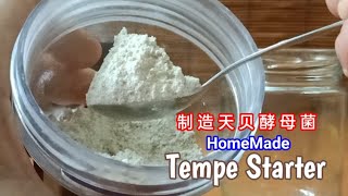 How to make Tempeh Starter 制造天贝酵母菌