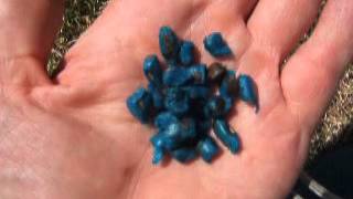 GERMINATING TRAVELERS PALM SEEDS