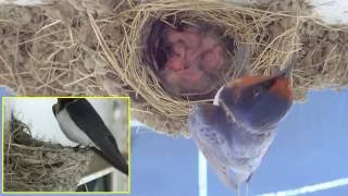 20160718 ツバメの子育て 雛が誕生してから２日経ちました