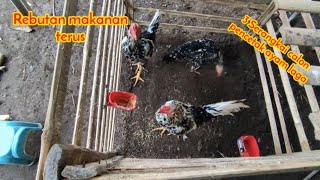 AKTIFITAS DI KANDANG AYAM EPS KE-62 || Calon Induk Pencetak Ayam Laga