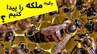 آموزش زنبورداری : چگونه ملکه را پیدا کنیم ؟