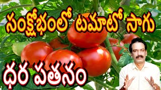 రైతు ను కన్నీరు పెట్టిస్తోన్న టమాటో పంట The tomato crop is making the farmer cry local agri news