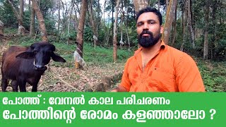 പോത്ത് വേനൽക്കാല പരിചരണം |  buffalo hair removal | Buffalo loose motion medicine : nutmeg