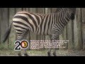 homework hotline zoophily zebra