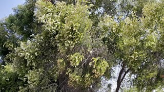 Melaleuca quinquenervia tree, flowering small tree #beautiful #viral #trending #foryou #golf #tree