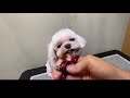 瑪爾濟斯小圓頭｜凱莉老師 groomer kelly｜寵物美容教學｜maltese pet grooming