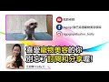 瑪爾濟斯小圓頭｜凱莉老師 groomer kelly｜寵物美容教學｜maltese pet grooming