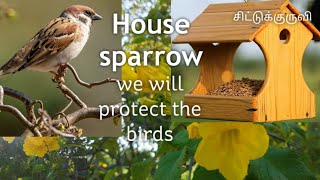 House sparrow | சிட்டுக்குருவி | We will protect the birds | v tech nature