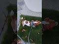 搓搓草 funny funnydogs puppy dog 狗狗 萌寵 萌寵 cute 日常 jackrussell