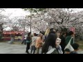 お猿のちはるくん桜満開の西公園で竹馬に挑戦 20160330