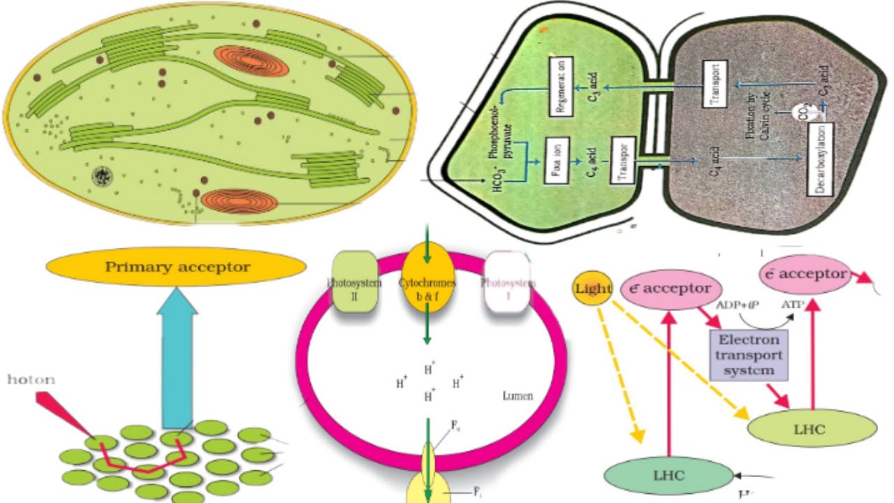 Photosynthesis In Higher Plants Class 11 | Important Diagrams | #neet # ...