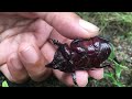 ช้างปรง หรือ ด้วงกว่าง.. siamese rhinoceros beetle