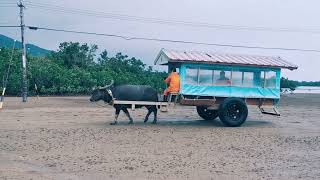 石垣島で人気の水牛車にのってみた！