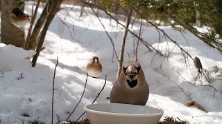 主の貫禄！ど真ん中で餌を食べ続けるシメのオス（2022/03/07 八ヶ岳本日のかわいいお客さま速報)