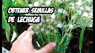 CONSIGUE TUS PROPIAS SEMILLAS DE LECHUGA 🌱 | La Huerta de Ivan