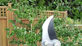 Summer Pruning Plum Fruit Trees