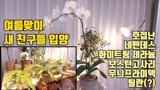 새친구들 입양했어요 호접난 네펜데스 제라늄 보스턴고사리 무늬프라이덱 틸란 from 파주 조인폴리아 a.k.a 식물계의 이케아