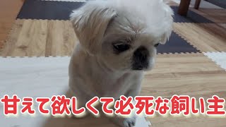 甘えて欲しくて必死な飼い主#ペキニーズ#シーズー#可愛い犬#dog