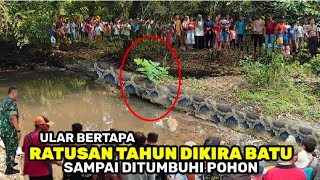 Viral..!! Muncul Setelah PILKADA Awalnya Dikira Batu Ternyata Ular Bertapa Di Tumbuhi Pohon