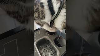 Cat eating from a wet food puzzle feeder