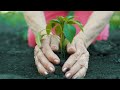 Hands Planting Young Tree Top View | Free Stock Video without Watermark or Copyright