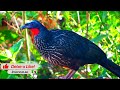 Jacuaçu, Penelope obscura, Bela espécie de ave silvestre comendo banana ao vivo da natureza!