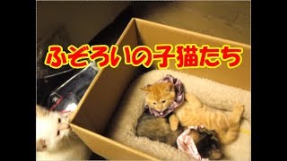 かわいい子猫の姉妹が突然お家にやってきた－その時先住猫達は・・・？！