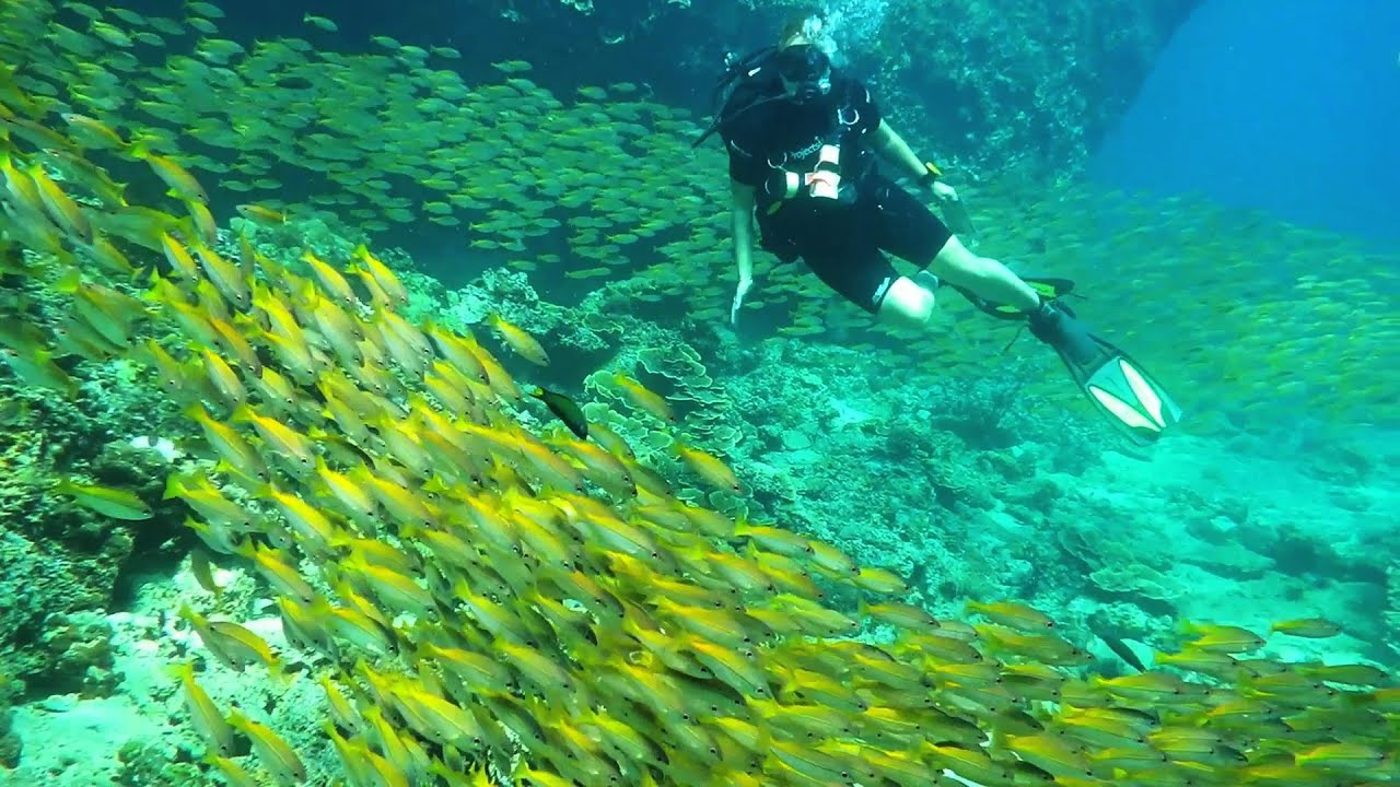 Projects Abroad Marine Conservation Youtube