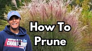 How To Prune Ornamental Grasses | Cut Back Trim Miscanthus Maiden Hair || Budget Gardening